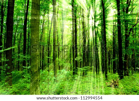 forest trees. nature green wood sunlight backgrounds.