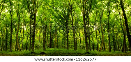 forest trees. nature green wood sunlight backgrounds.