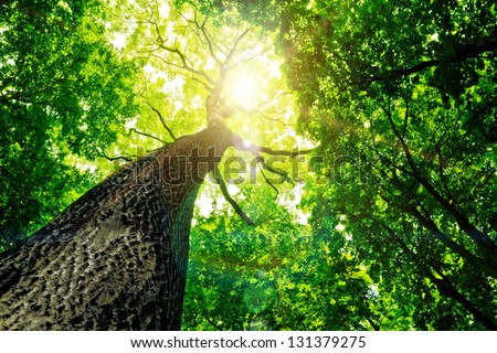 forest trees. nature green wood sunlight backgrounds.