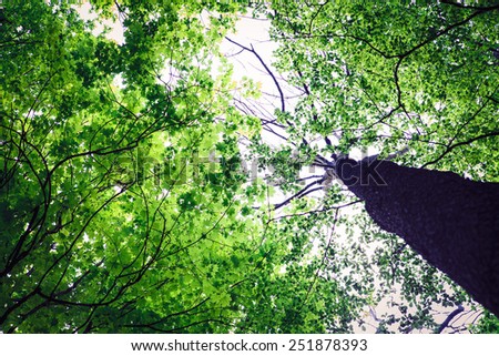 Similar – Image, Stock Photo sunrays Environment Nature