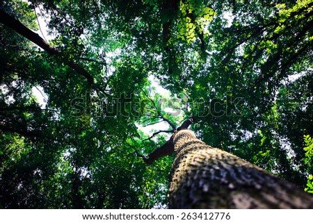 Similar – Image, Stock Photo sunrays Environment Nature