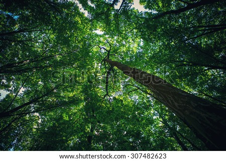 Similar – Image, Stock Photo sunrays Environment Nature