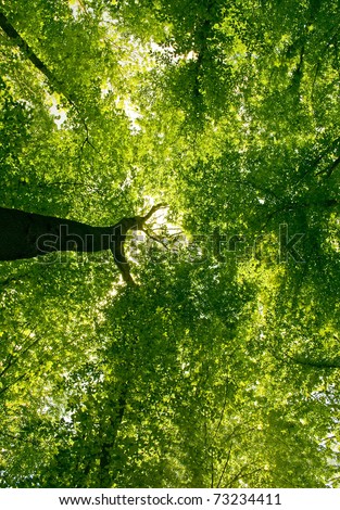 forest trees. nature green wood, sunlight backgrounds.