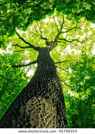 forest trees. nature green wood sunlight backgrounds.