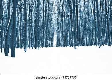 Forest Trees Nature Snow Wood Backgrounds Stock Photo 95976814