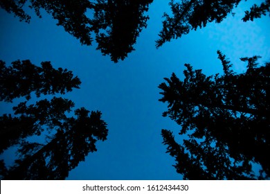 Forest Trees At Night. Beautiful Blue Night Sky Through The Silhouettes Of Forest Trees. Camping At Nature, Looking From The Bottom Up To Sky