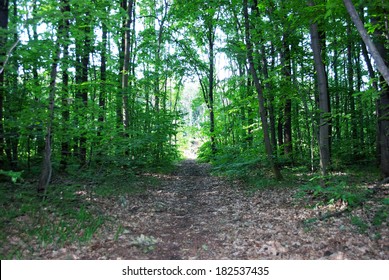 forest trees path