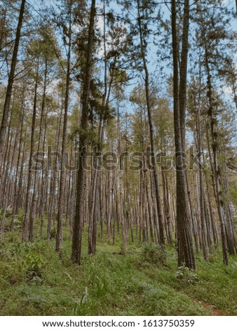 Similar – Image, Stock Photo Many pine trees in the park. Sorted neatly.