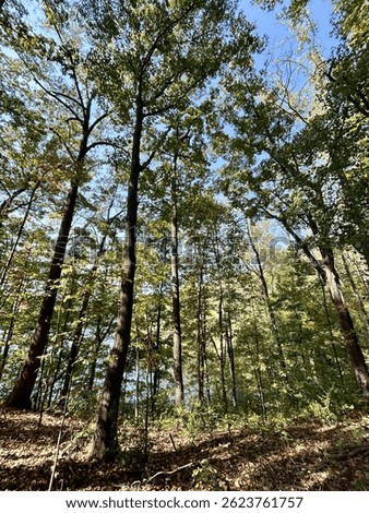 Forest trees with pockets of sky