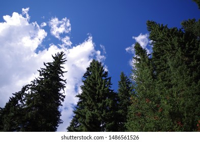 Forest Trees Reaching For The Sky
