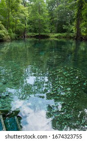 Forest trees reflection in a river