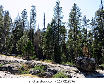 Forest With Trees And Rocks