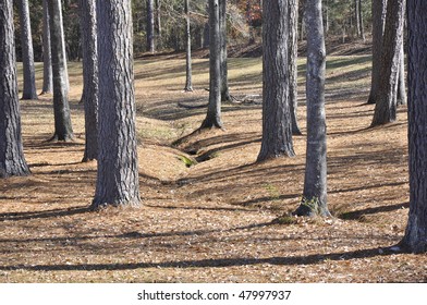 forest trees with shadows