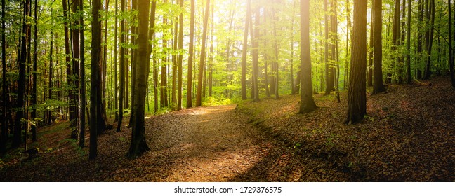 Forest trees with sidewalk of fallen leaves. Nature green wood lovely sunlight backgrounds. 