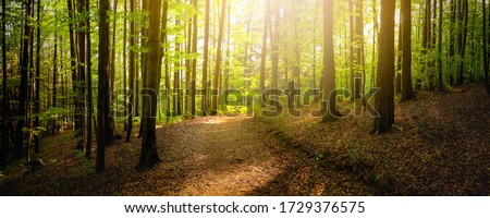 Forest trees with sidewalk of fallen leaves. Nature green wood lovely sunlight backgrounds. 