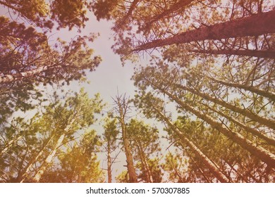 Forest of Trees and Sky