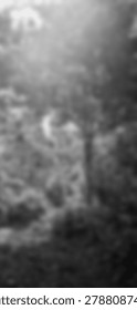 Forest trees with soft sunlight rays filtering through morning mist in a peaceful woodland landscape scene