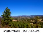 Forest Trees in Southwestern Colorado near Bayfield