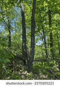 Forest of Trees Summer Time
