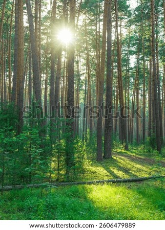 A forest with trees and a sun shining through the trees. The sun is casting a shadow on the ground