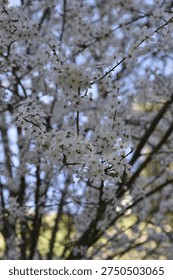 Forest trees with their first bloom of the year