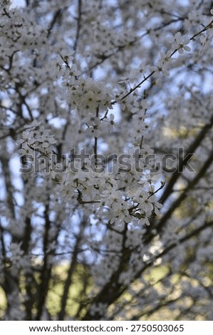 Forest trees with their first bloom of the year