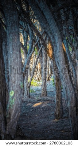 A forest of trees with thin, gray trunks and branches that appear to be growing in a crisscross pattern.