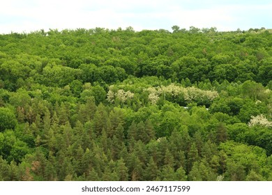 A forest of trees, tree