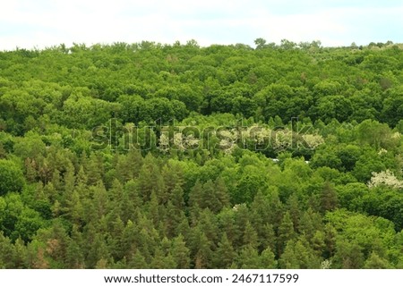 A forest of trees, tree