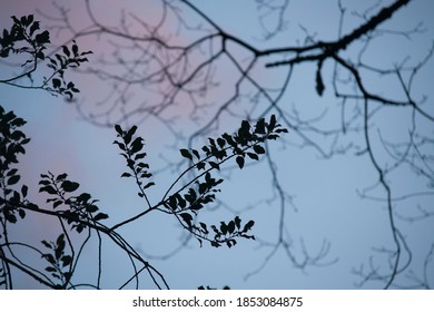 Forest trees under blue sky