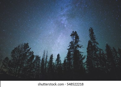 Forest trees under Milky Way in night sky.