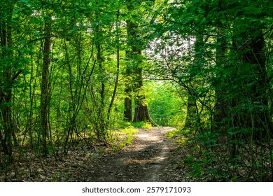 Forest trees and undergrowth inside a forest during summer season with backlight.