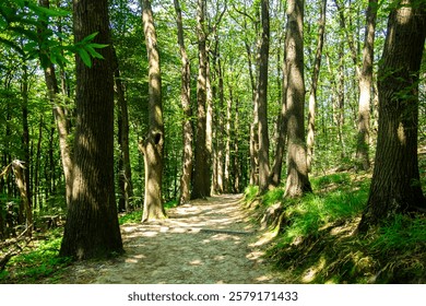 Forest trees and undergrowth inside a forest during summer season with backlight.