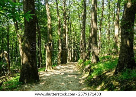 Forest trees and undergrowth inside a forest during summer season with backlight.