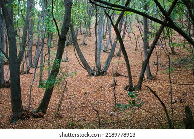 Forest Trees In V Shape