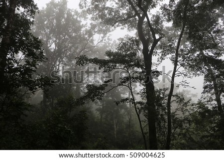 Forest Trees,Bhadra wildlife sanctuary