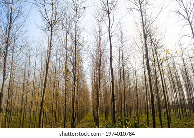 Forest Tress Pinewood Woods Nature