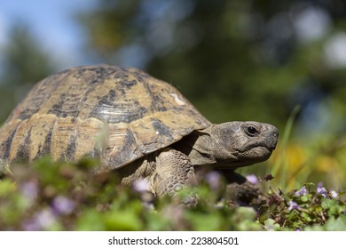 Forest turtle - Shutterstock ID 223804501