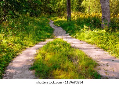 In the forest, two pedestrian paths merged into one - Shutterstock ID 1159693234