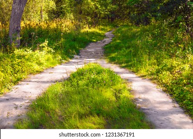 In the forest, two pedestrian paths merged into one. Summer landscape - Shutterstock ID 1231367191
