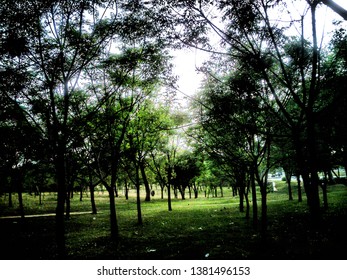 Forest Type Scene In The Fatima Jinnah Park, Islamabad, Pakistan.