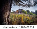 Forest in Uludag mountain Bursa Turkey 