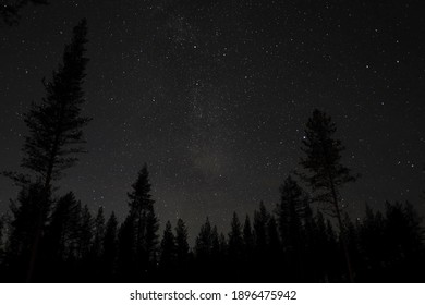 Forest Under The Starry Sky