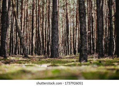 Forest Understory Close Up Green Moss