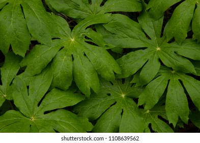 Forest Understory Plants Closeup