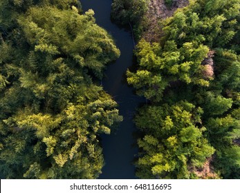 Forest View