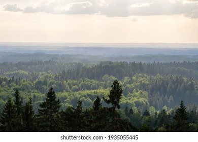 Forest View From Above With Fog And Mist, Far Horizon In Summer Landscape