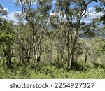 Forest view alongside bushland trial at picnic point parkland, Toowoomba, Queensland, Australia.