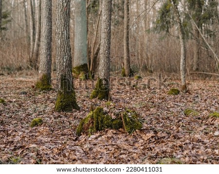 forest view landscape, trees and moss growing on tree trunk and bark, old tree stumps, spring in the forest