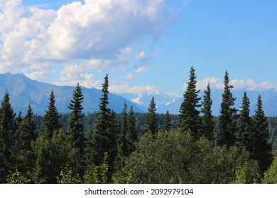 Forest View Of Mount Denali